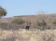 koudou kudu